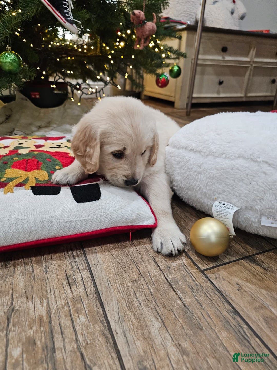 Golden Retriever dogs for sale: Golden Retriever Puppy 4 - Ad 32