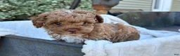Toy Poodle dogs for sale: Garfield - Ad 11
