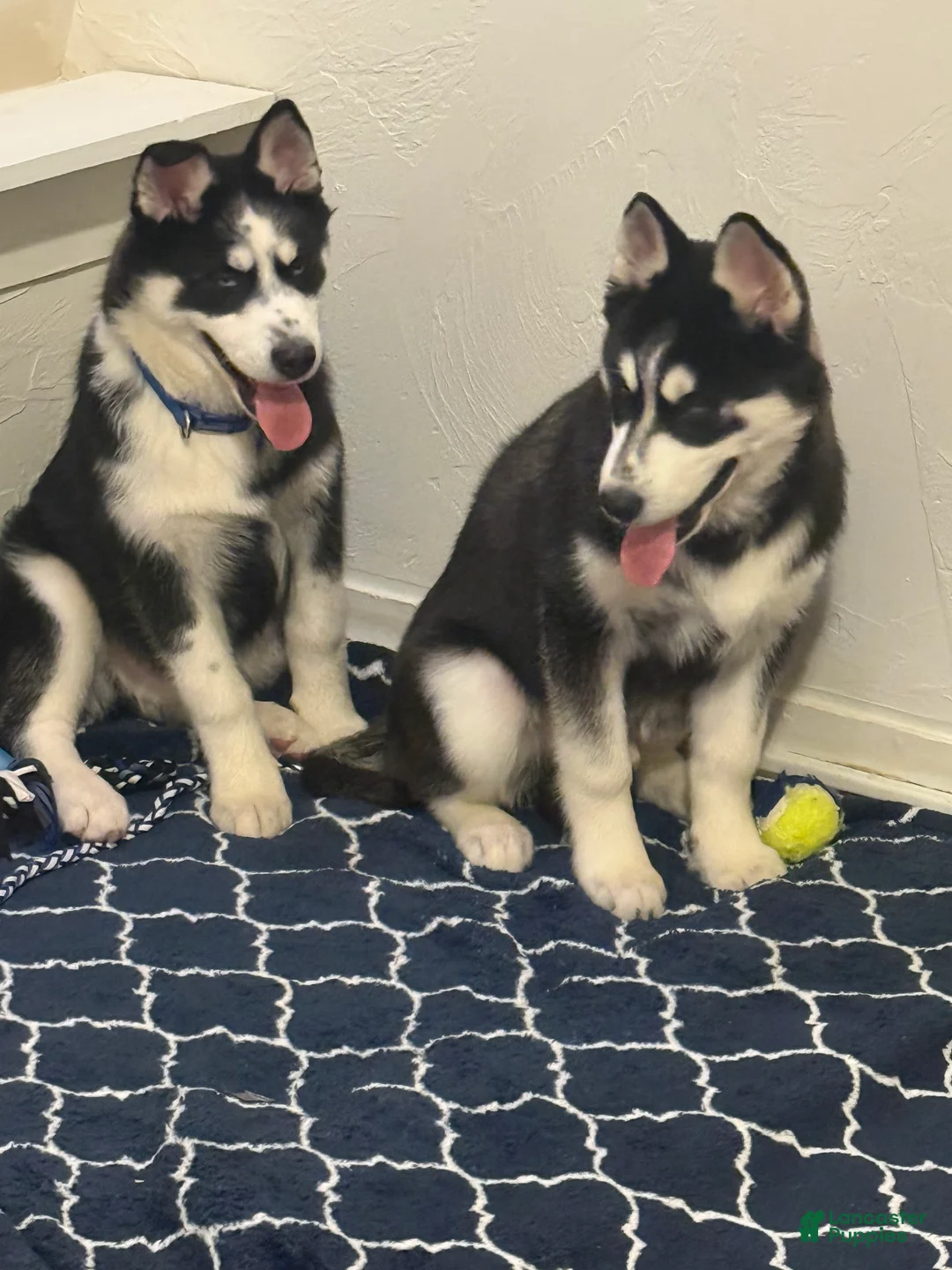 Siberian Husky dogs for sale: mellow - Ad 12