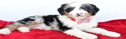 Mini Bernedoodle dogs for sale: Liam - Ad 3
