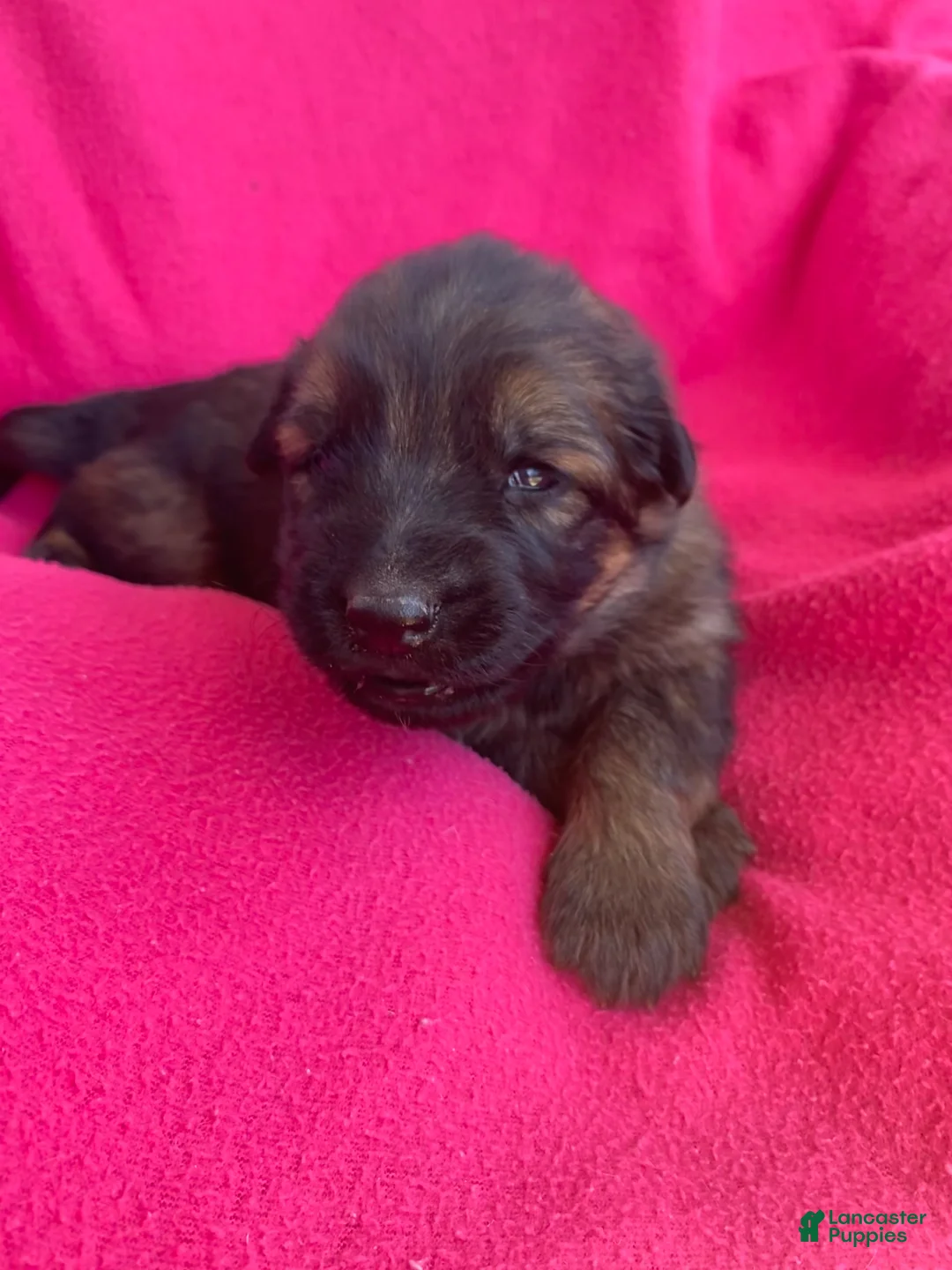 German Shepherd dogs for sale: German Shepherd Puppy 5 - Ad 2