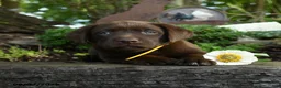 Labrador Retriever dogs for sale: Teddy - Ad 4