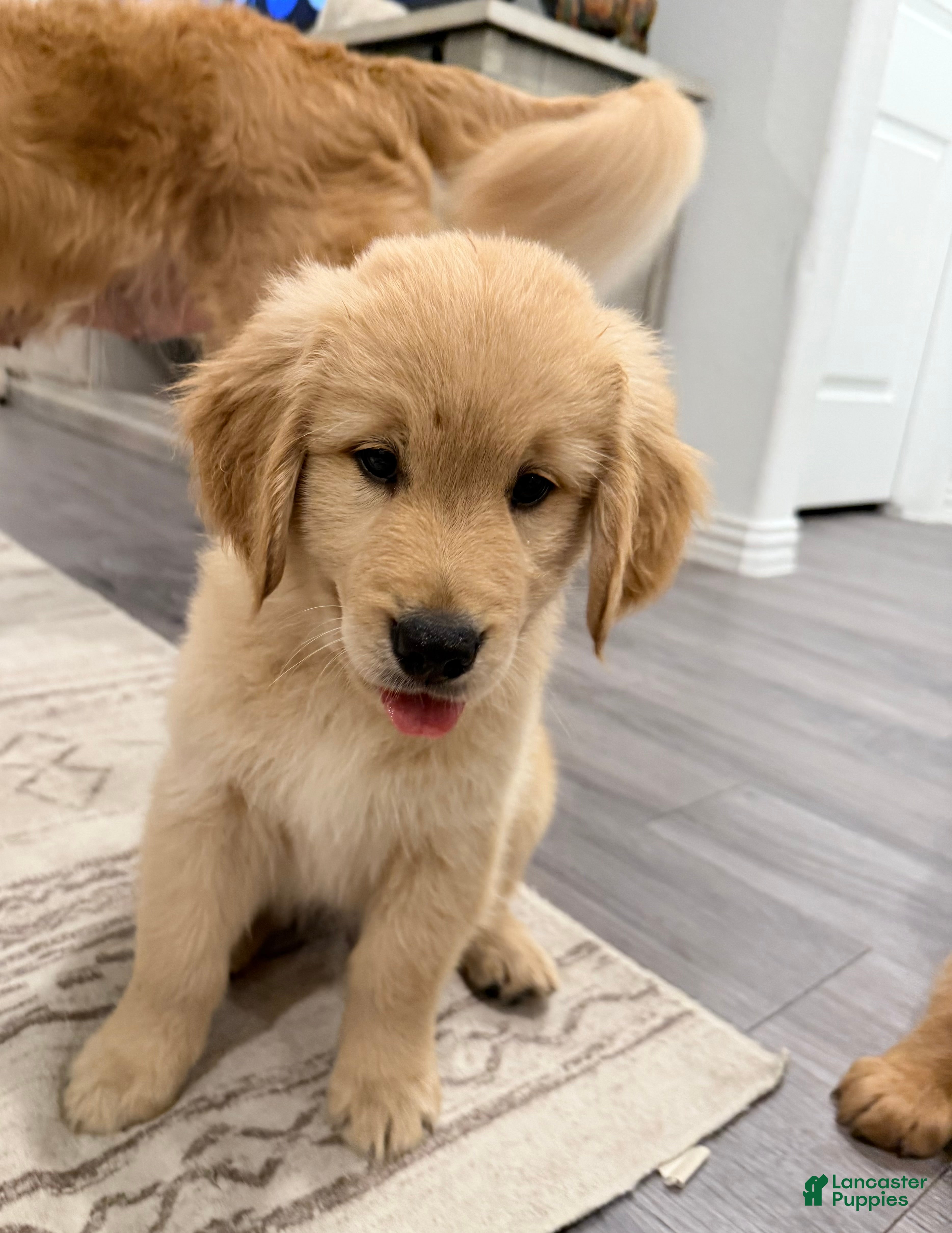 Golden Retriever dogs Sticks - Black - Ad 29