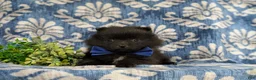 Pomeranian dogs for sale: Malik 9 lbs Full Grown - Ad 5