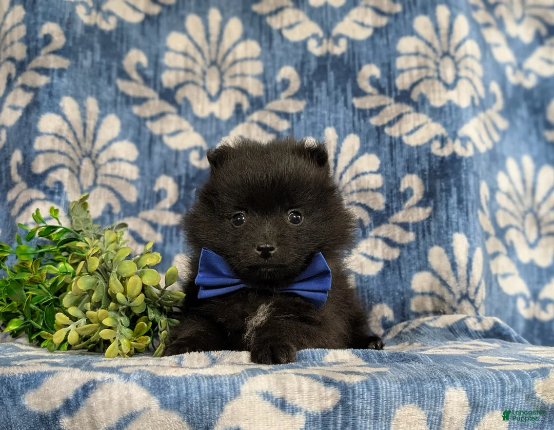Pomeranian dogs for sale: Malik 9 lbs Full Grown - Ad 5