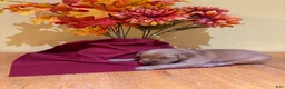 Golden Retriever dogs for sale: Miss Orange - Ad 3