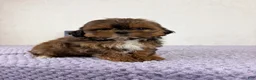 Shihpoo dogs for sale: Cady - Ad 4