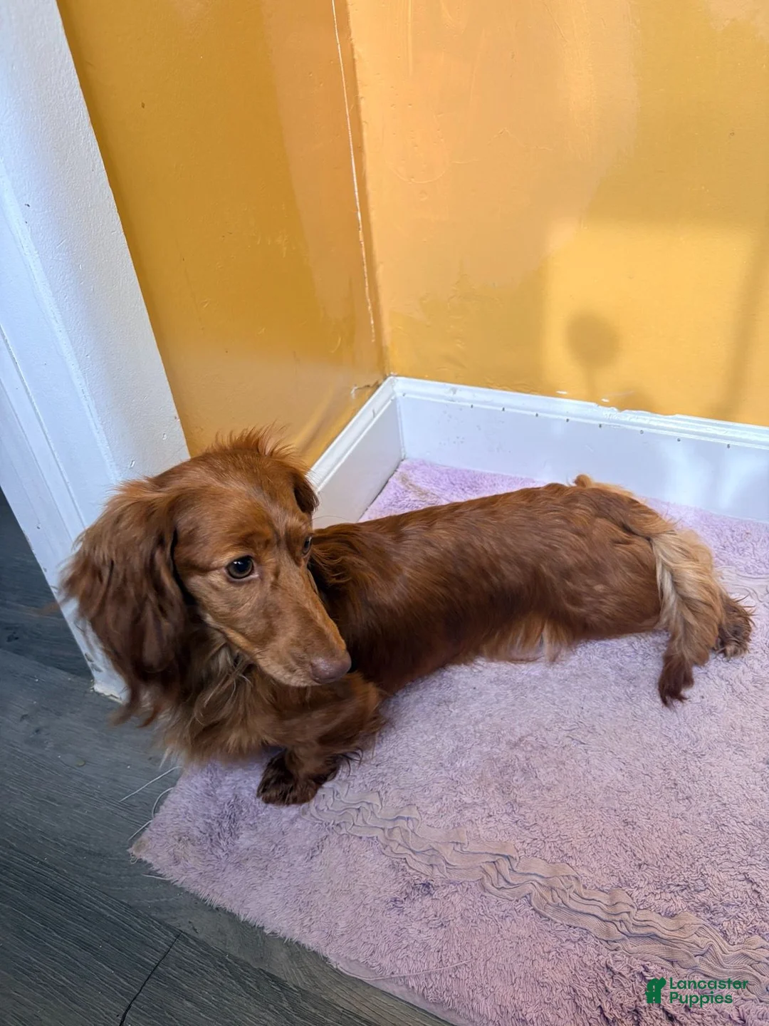 Miniature Dachshund dogs for sale: Handsome - Ad 4