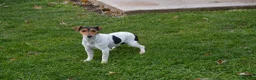 Jug dogs for sale: Fern - Ad 7