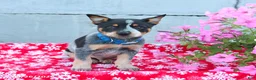Australian Cattle Dog dogs for sale: Ace - Ad 2