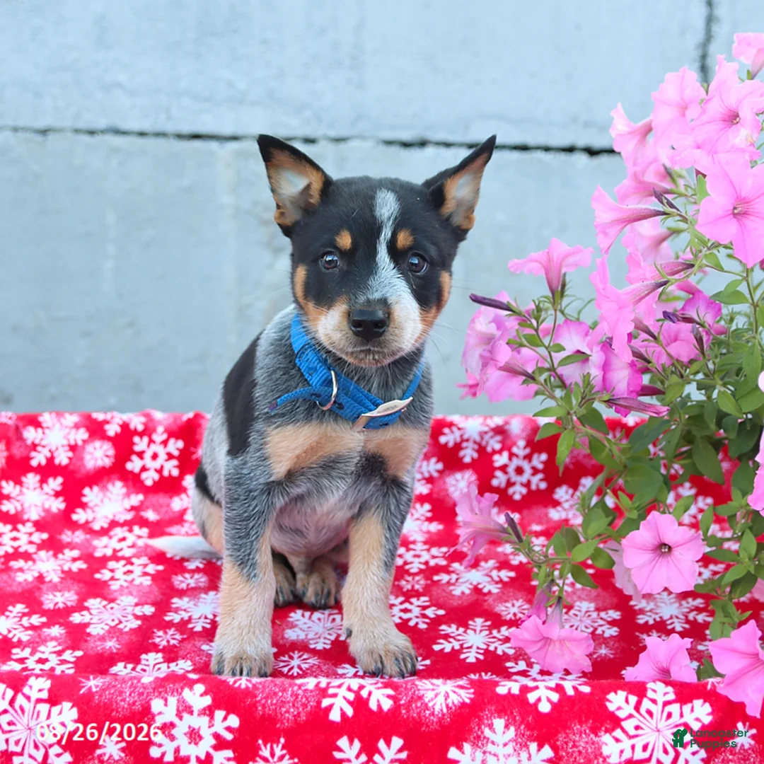 Australian Cattle Dog dogs for sale: Ace - Ad 2