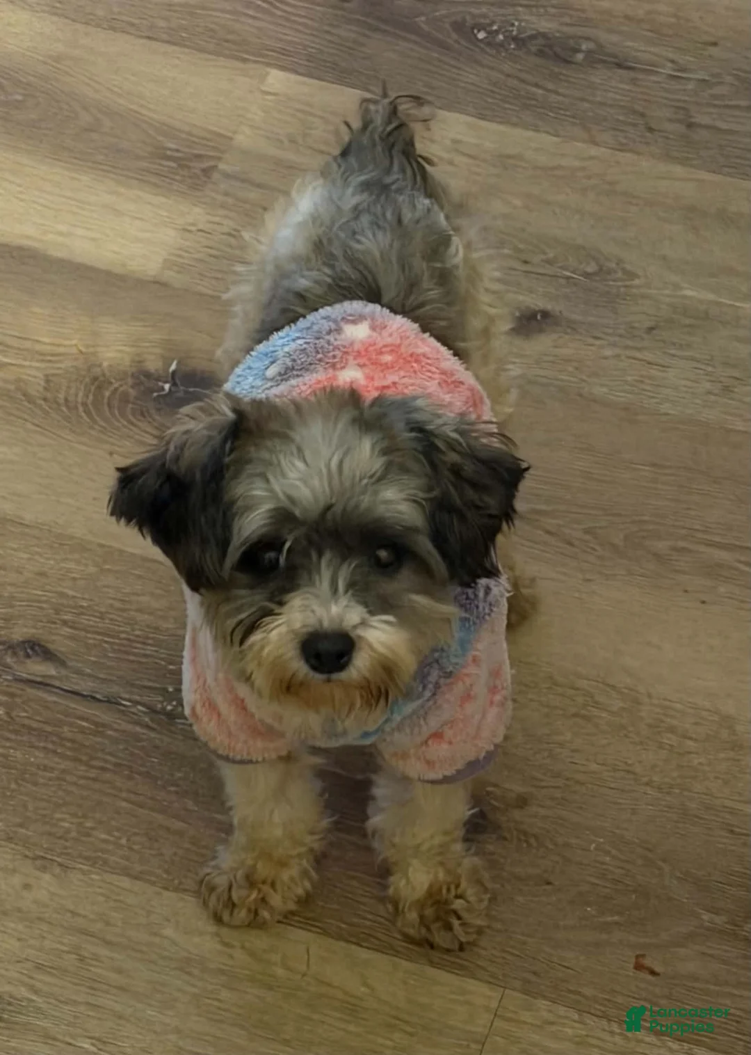Yorkiepoo dogs for sale: Yorkiepoo 2 - Ad 2
