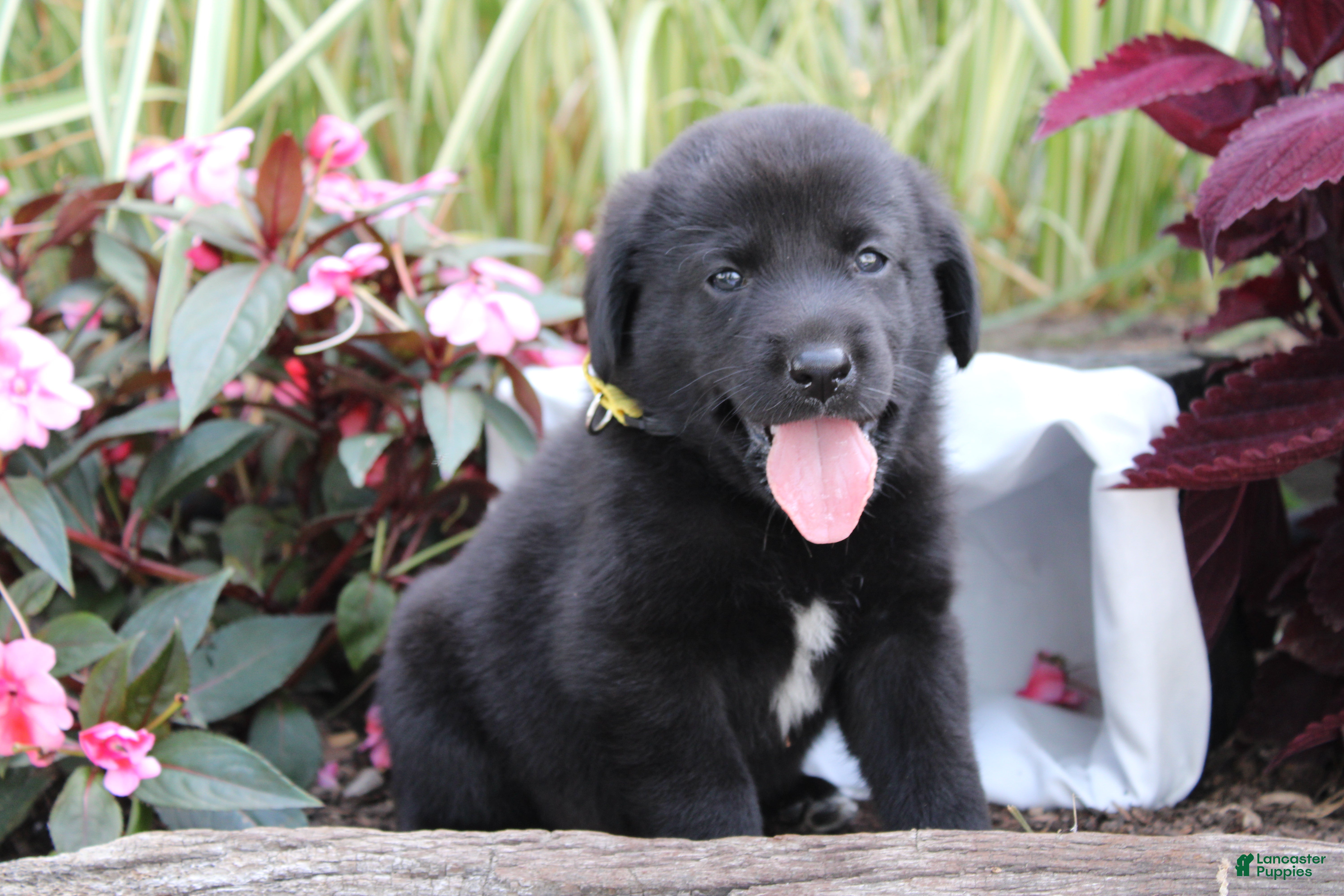 Labrador Retriever dogs Alex - Ad 1