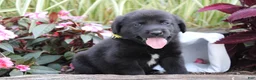 Labrador Retriever dogs for sale: Alex - Ad 4
