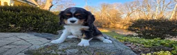 Cavalier King Charles Spaniel dogs for sale: Vivian - Ad 18