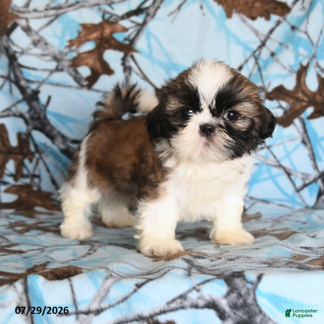Shih Tzu dogs for sale: Moose - Ad 2