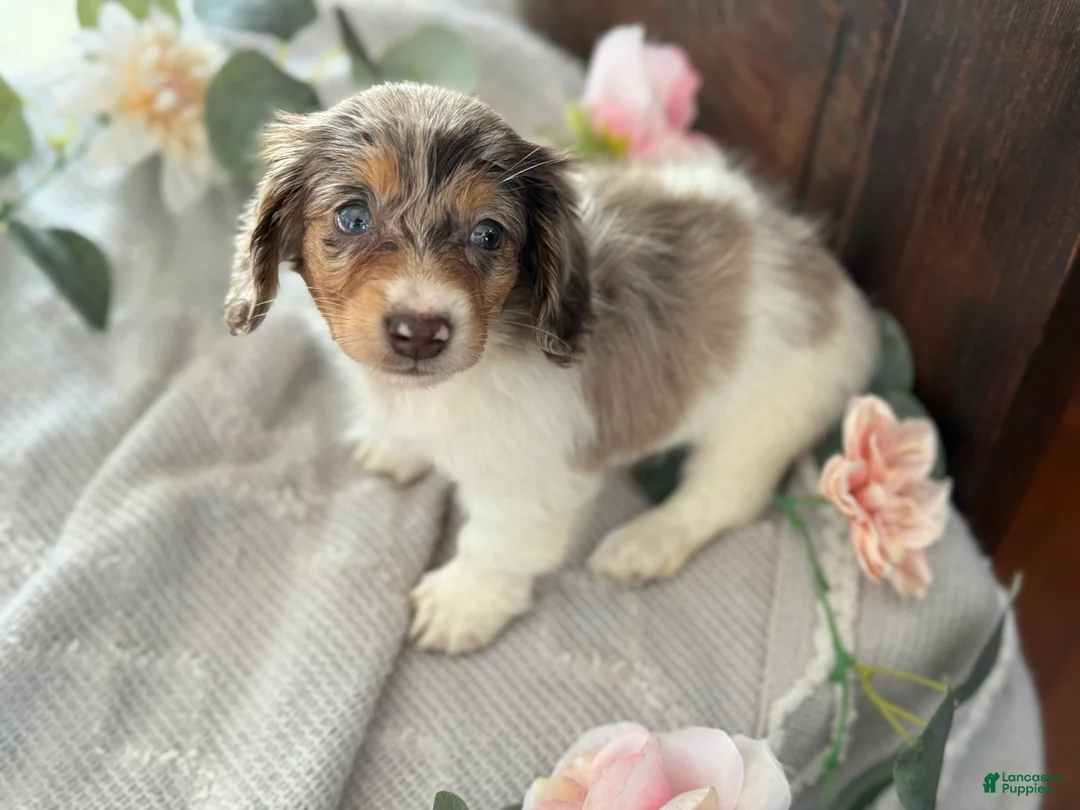 Miniature Dachshund dogs for sale: Mable - Ad 6