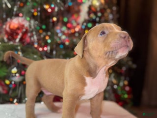 American Bully dogs American Bully Puppy 6 - Ad 6