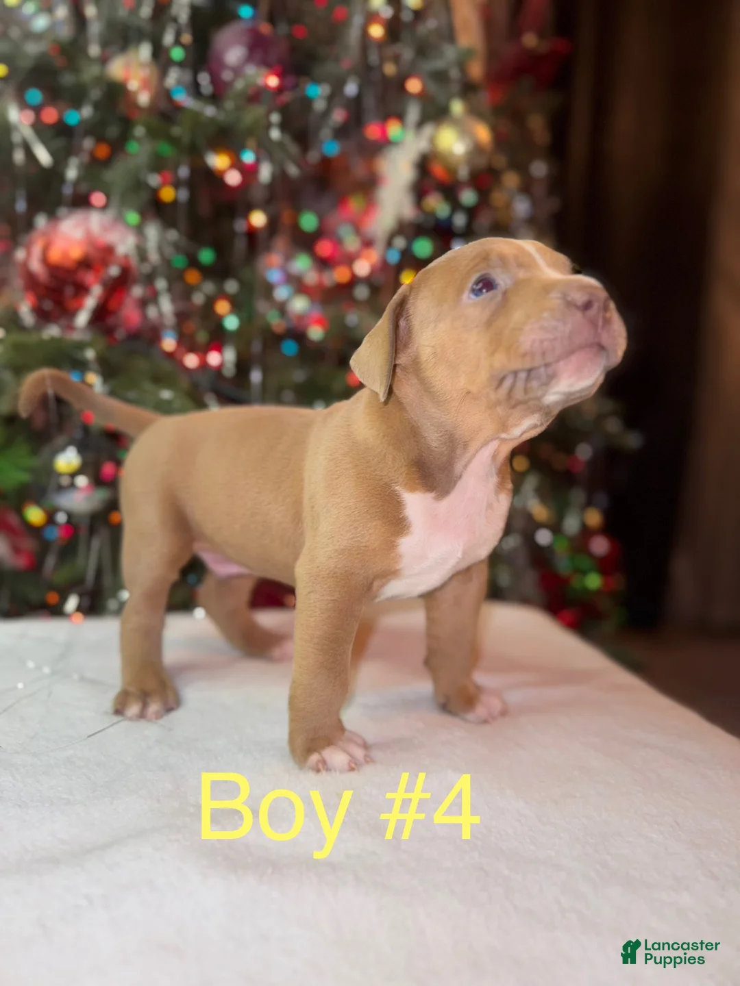 American Bully dogs for sale: American Bully Puppy 6 - Ad 1