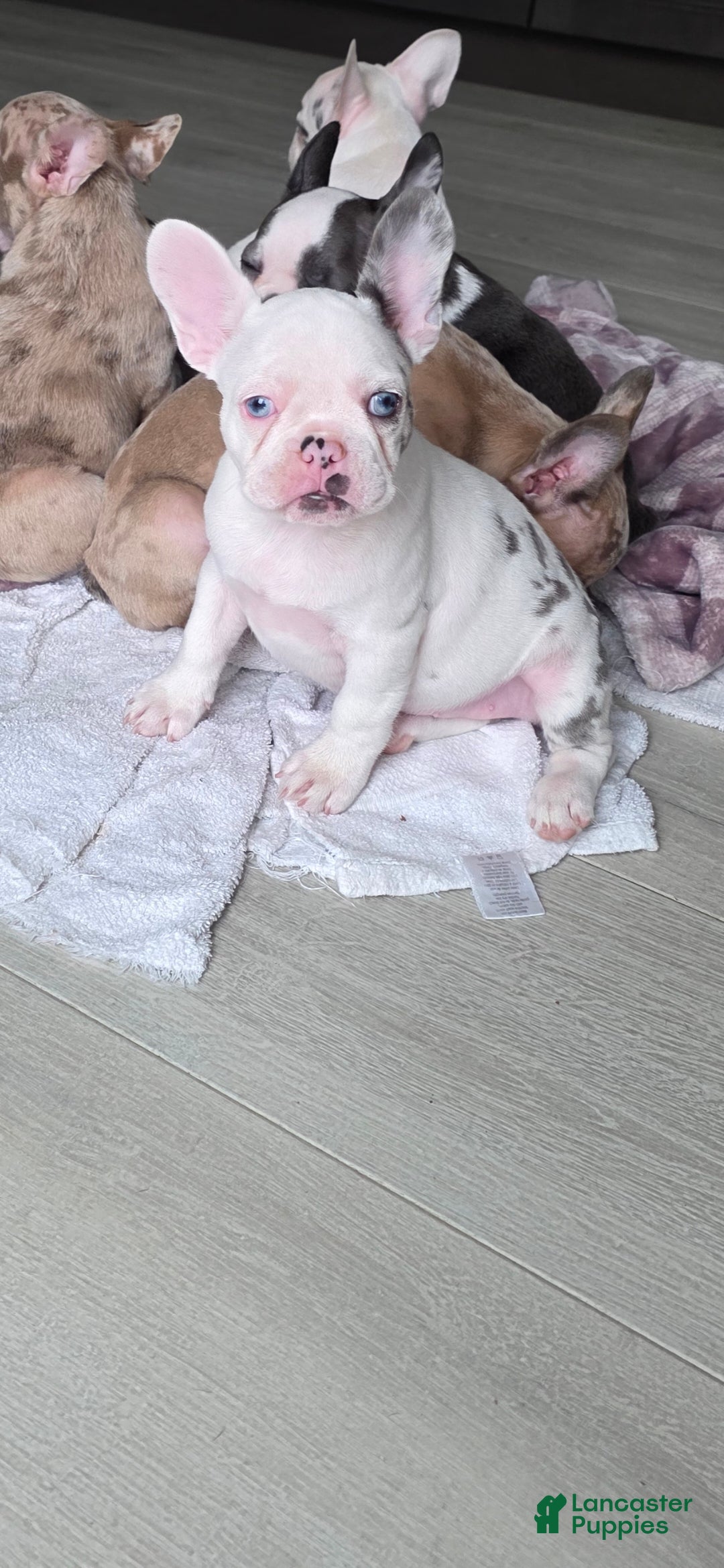 French Bulldog dogs Siri - Ad 2