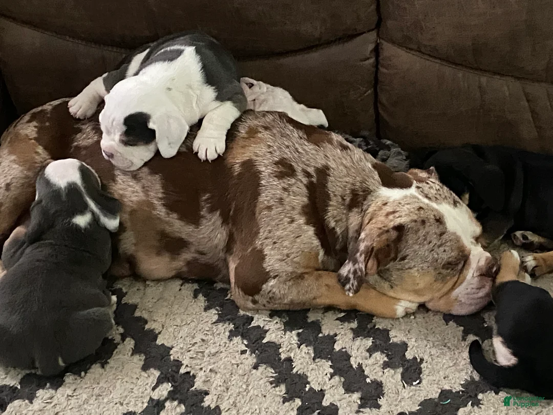 Beabull dogs for sale: Beauty - Ad 7