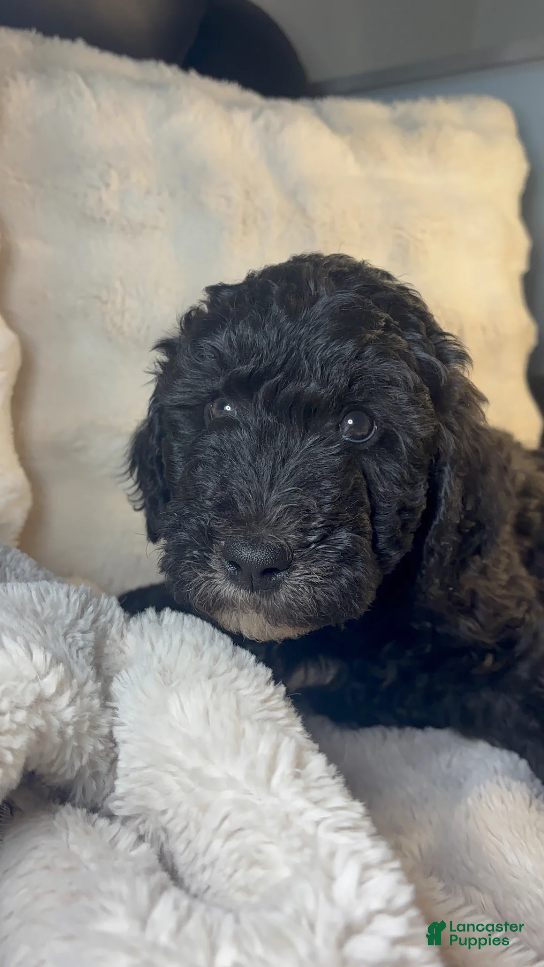 Double Doodle dogs for sale: Double Doodle Puppy 5 - Ad 2