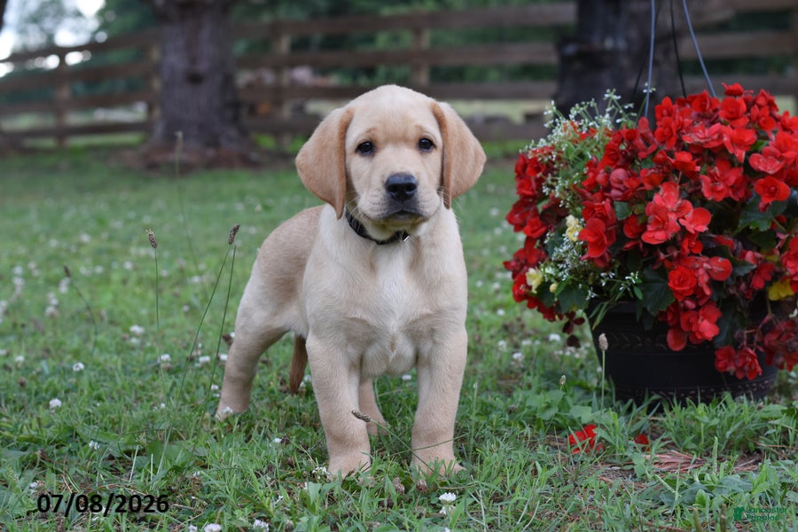 Labrador Retriever dogs Marty - Ad 2