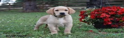 Labrador Retriever dogs for sale: Marty - Ad 2