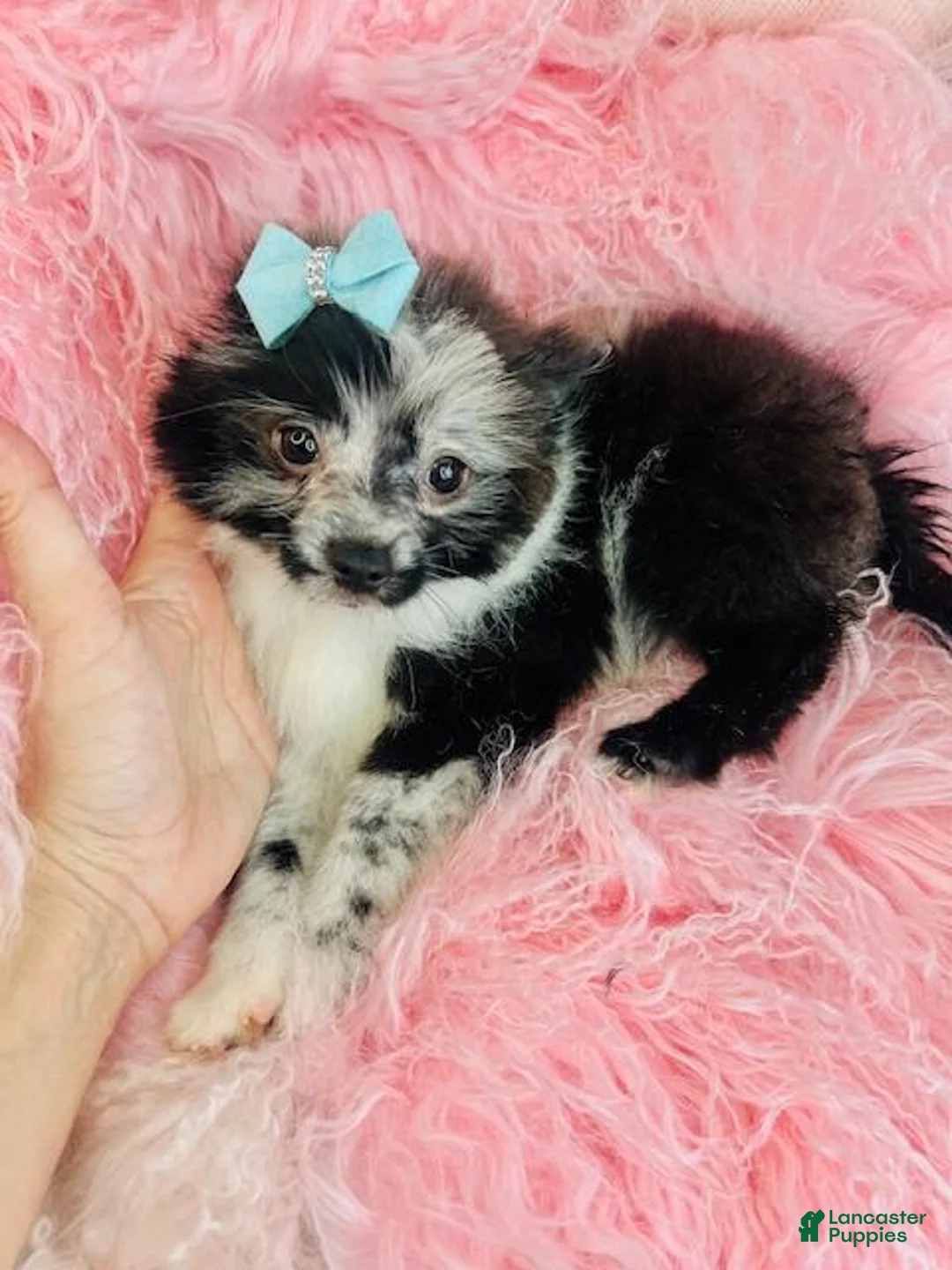 Pomeranian dogs for sale: Pomeranian Puppy 1 - Ad 3
