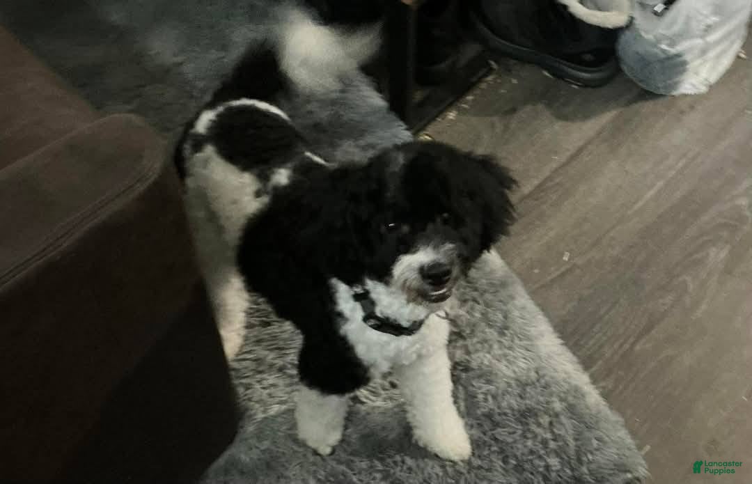 Kenji