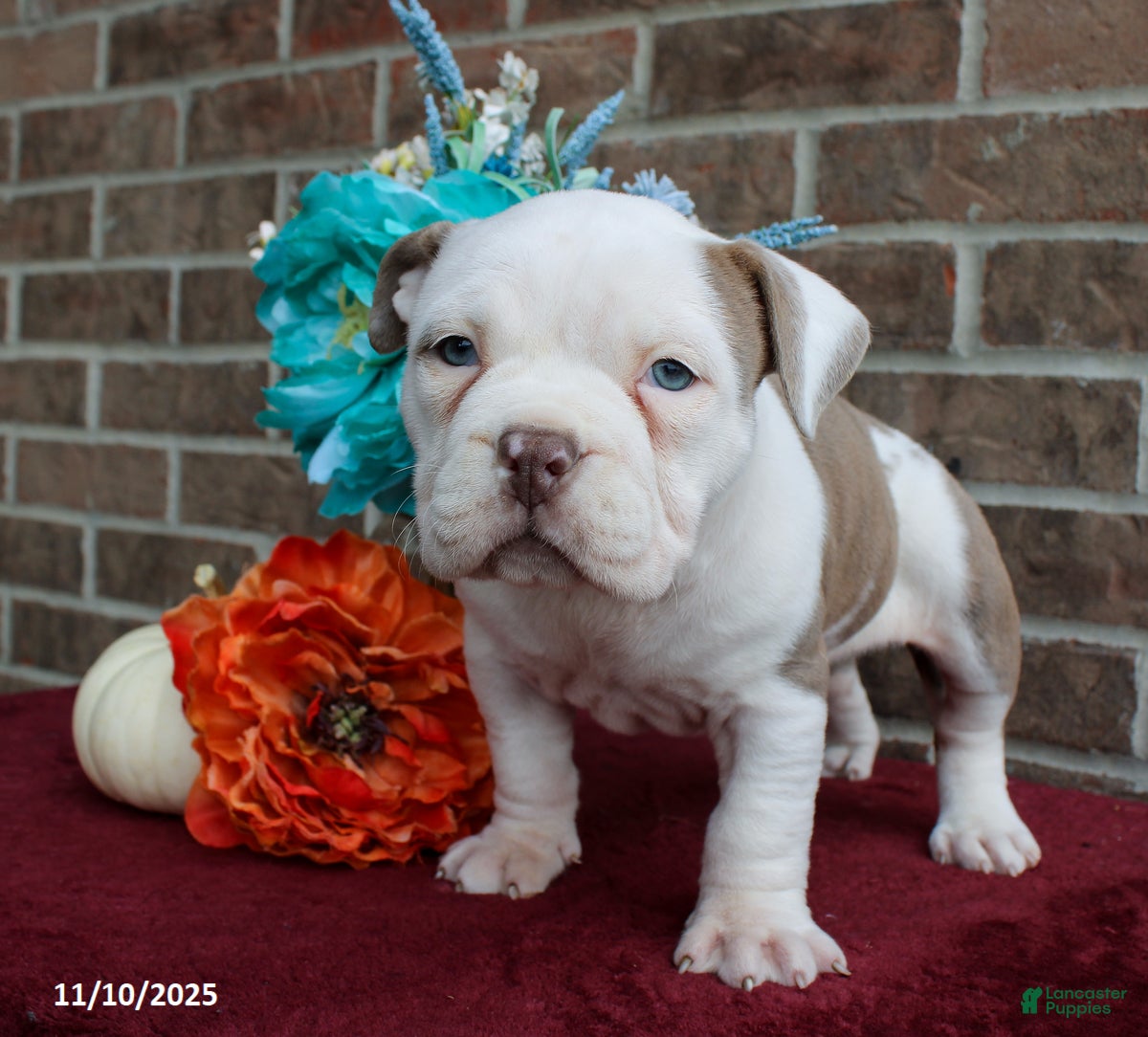 American Bully dogs Dolly - Ad 6