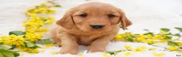 Golden Retriever dogs for sale: May - AKC, Genetically Clear - Ad 4