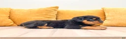 Rottweiler dogs for sale: Reed - Ad 5