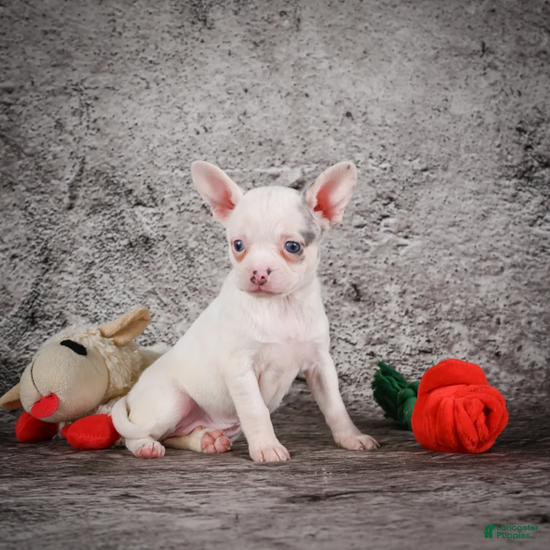 Chihuahua dogs for sale: Abby - Ad 2