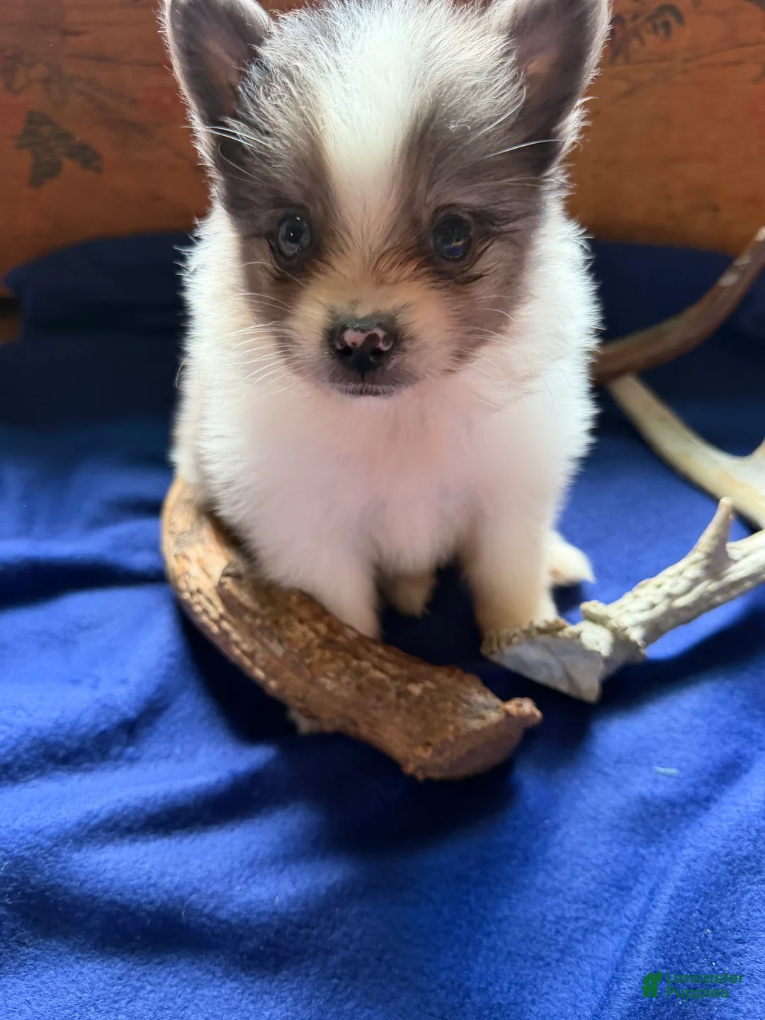 Pomeranian dogs for sale: Pomeranian 2 - Ad 3