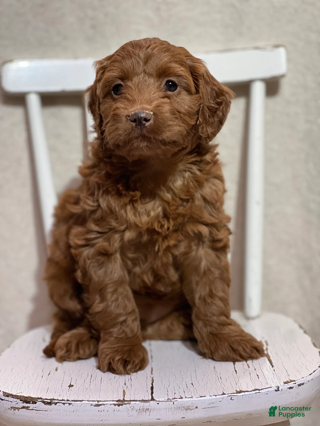 Cavapoo dogs for sale: Tessa  - Ad 2