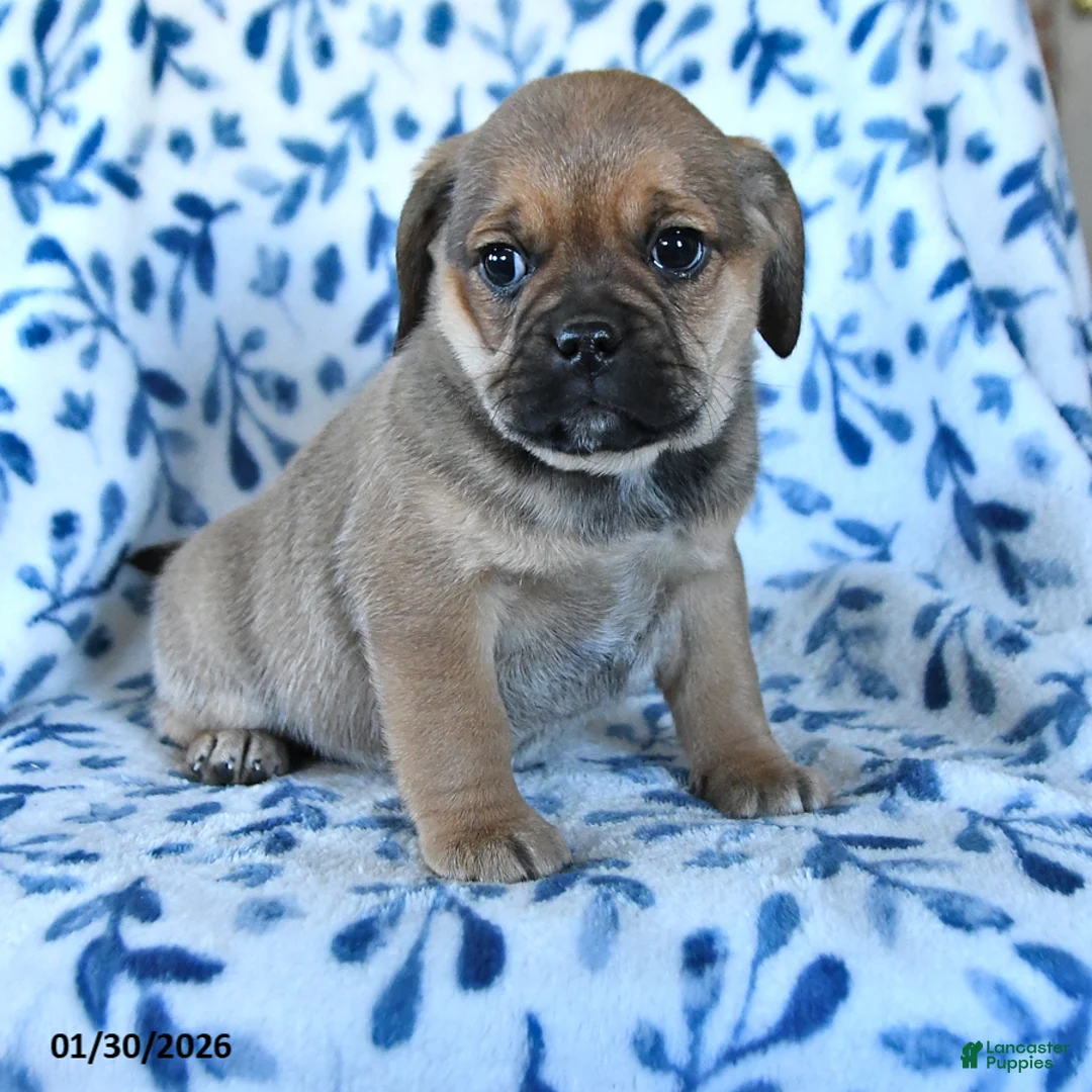 Puggle dogs for sale: Sweetie - Ad 1