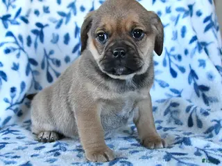 Puggle dogs Sweetie - Ad 1