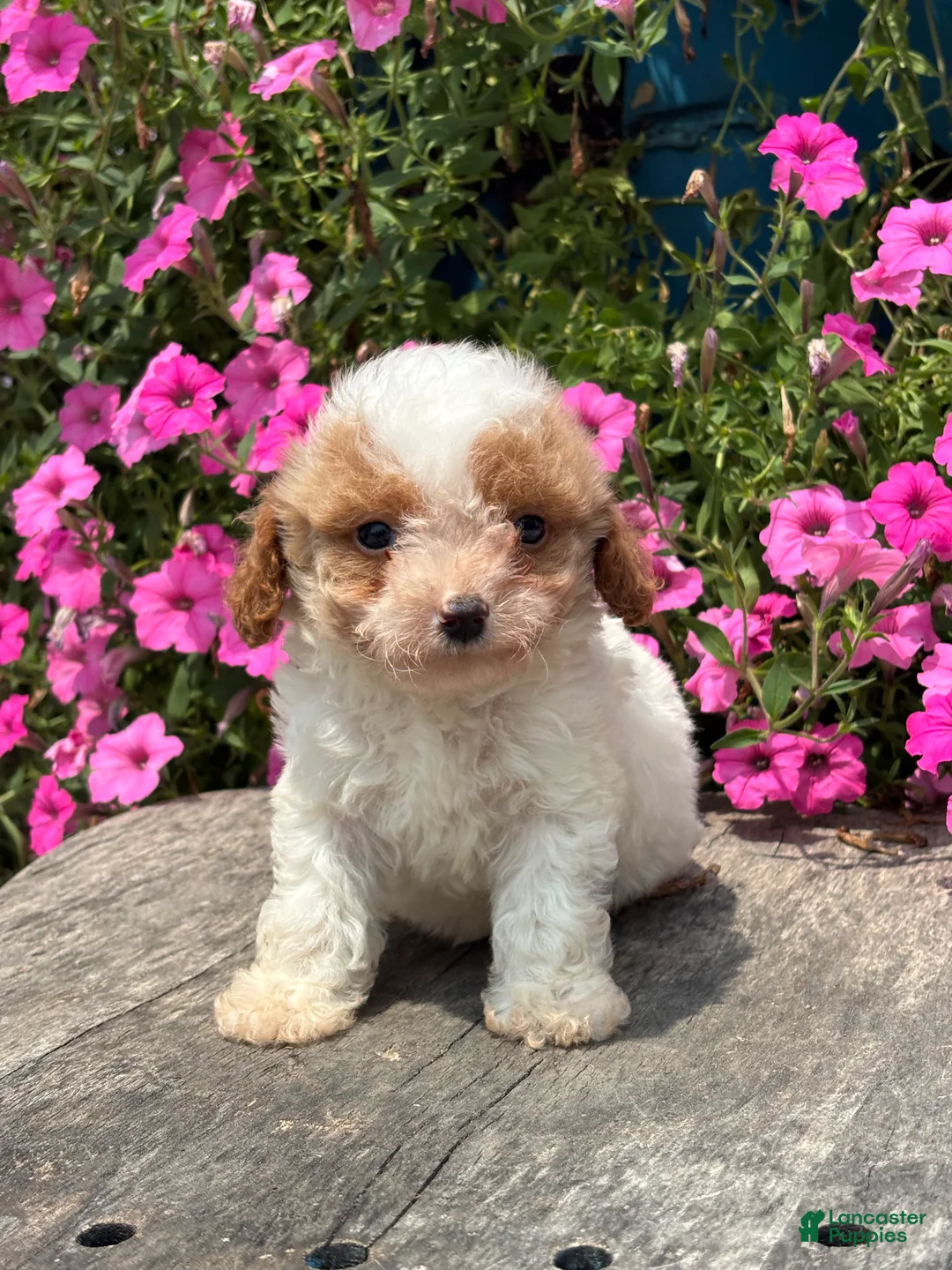 Mini Goldendoodle dogs for sale: Ryan - Ad 3