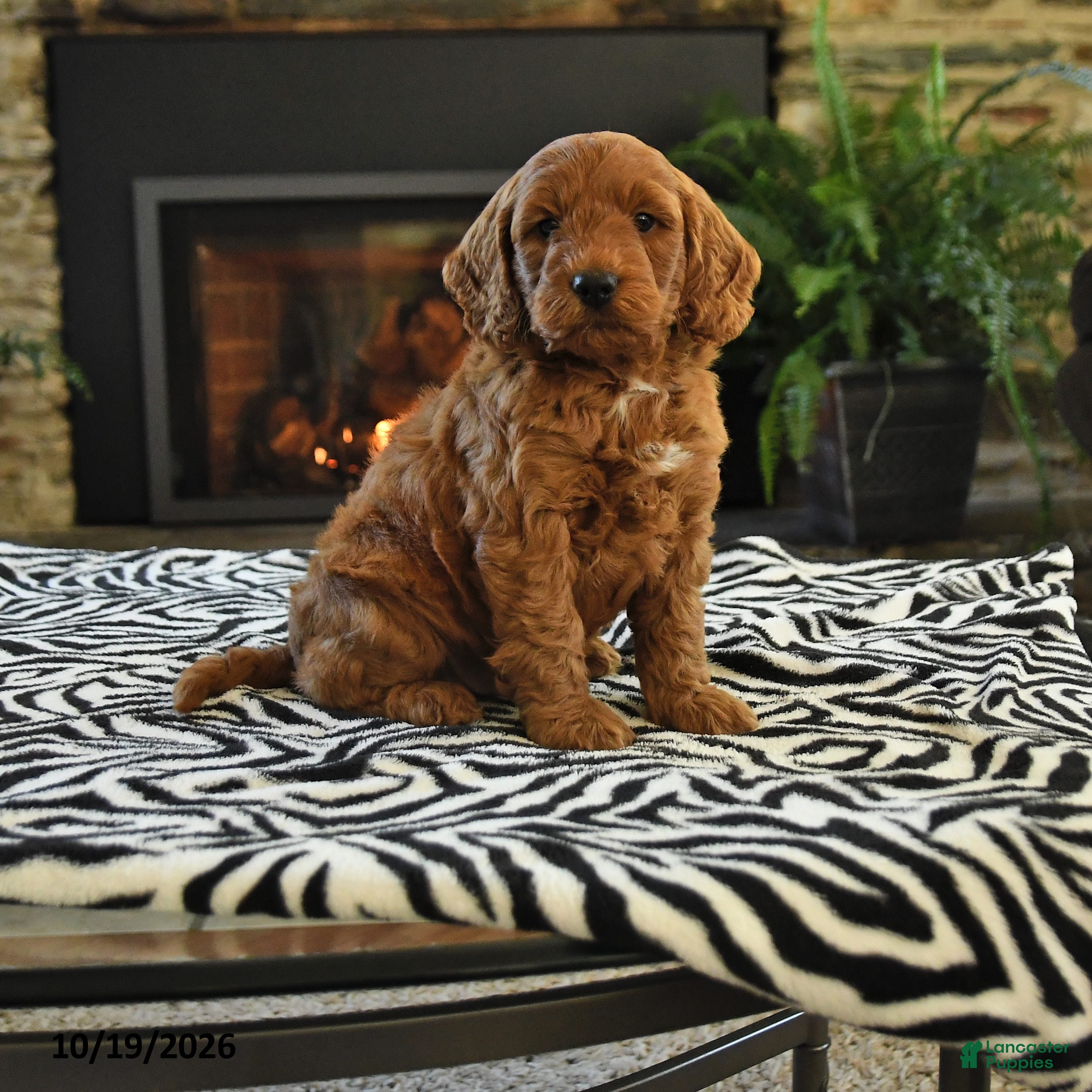 Mini Goldendoodle dogs Leonard - Ad 1