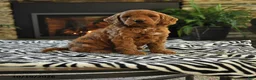 Mini Goldendoodle dogs for sale: Leonard - Ad 1