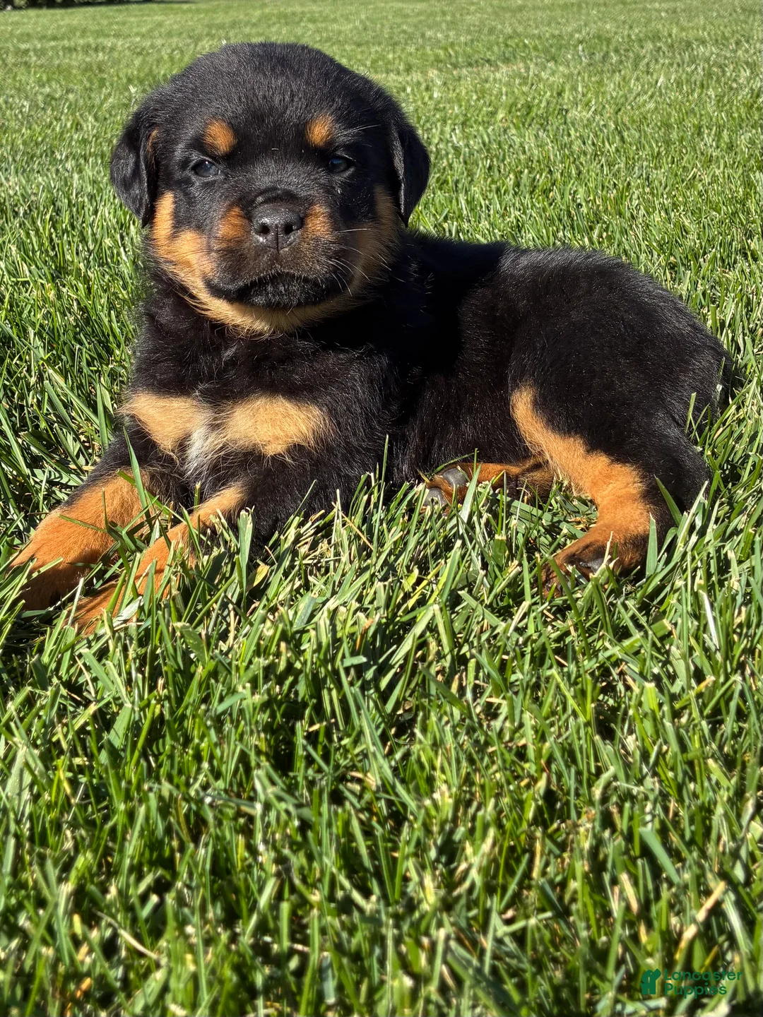 Rottweiler dogs for sale: Ranger - Ad 1