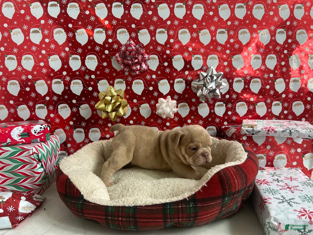 English Bulldog dogs for sale: Finn - Ad 3