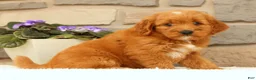 Mini Goldendoodle dogs for sale: Carmella - Ad 6