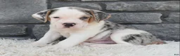 Beabull dogs for sale: Alex - Ad 6