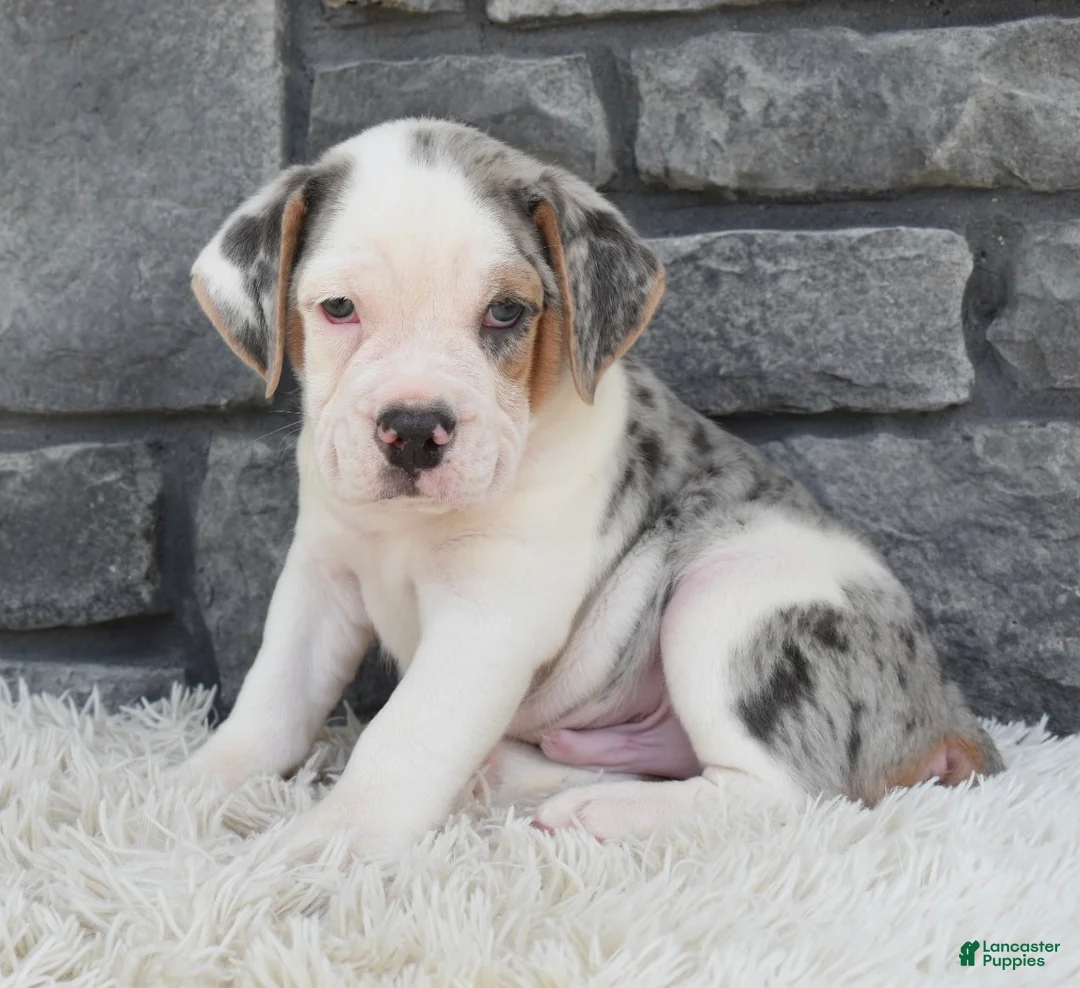 Beabull dogs for sale: Alex - Ad 6