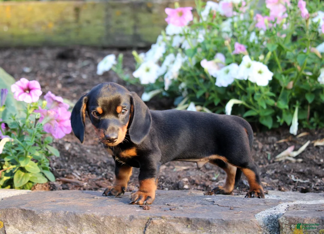 Miniature Dachshund dogs for sale: Docan - Ad 2