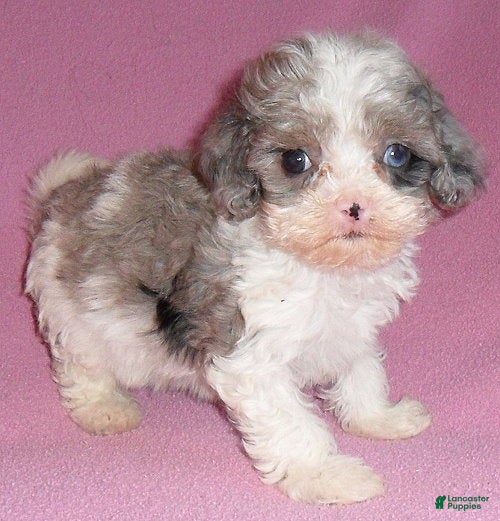 Cockapoo dogs Katie - Ad 1