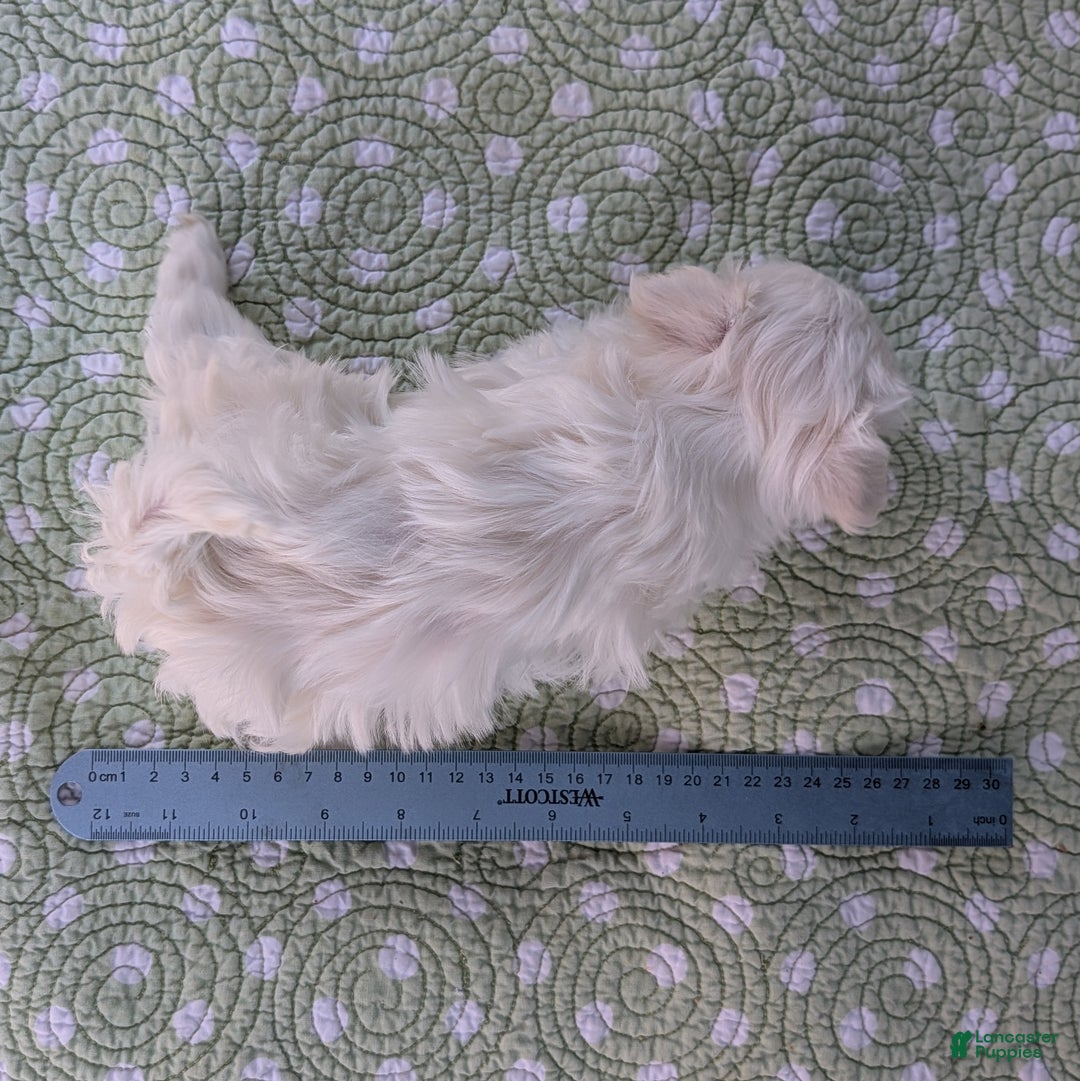 Maltese dogs for sale: Luna - Ad 9