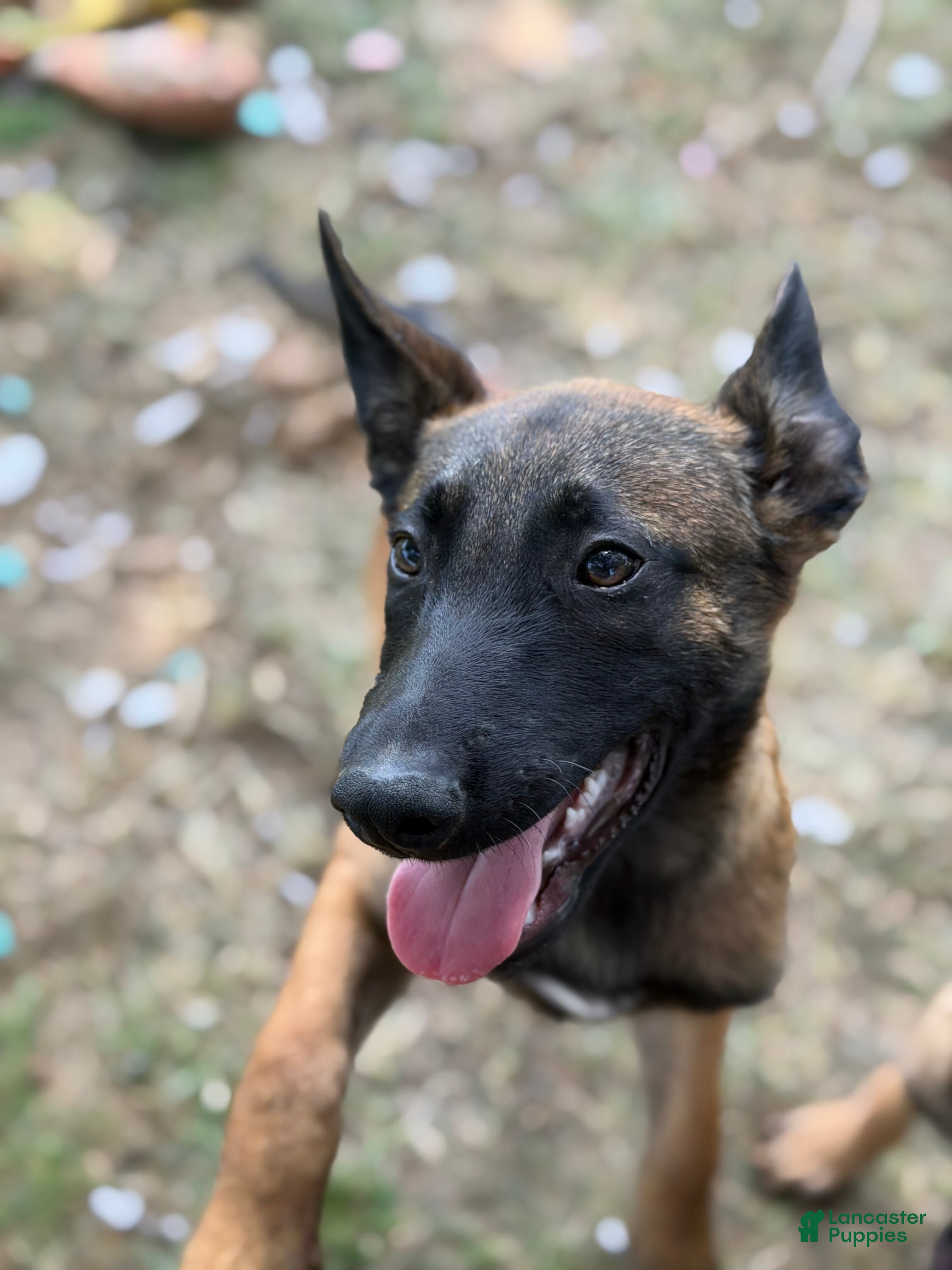 Belgian Malinois dogs Belgian Malinois 2 - Ad 1